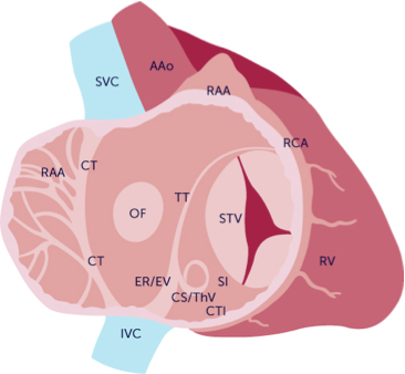 Internal Structure Of Right Atrium